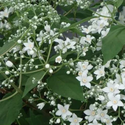 Deutzia Setchuenensis Var. Corymbiflora