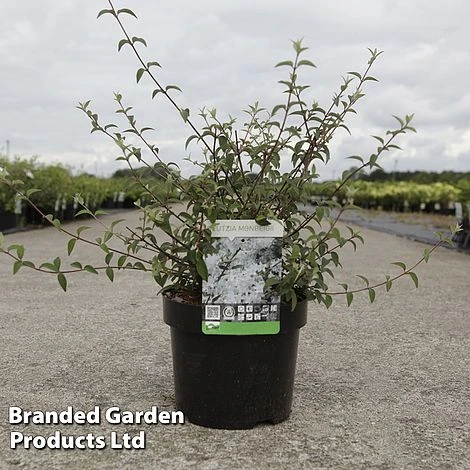 Deutzia Monbeigii 1 Deutzia Monbeigii