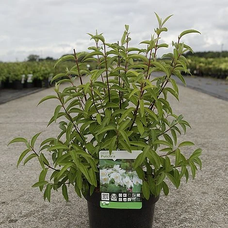 Deutzia Pulchra 2 Deutzia Pulchra - Image 2