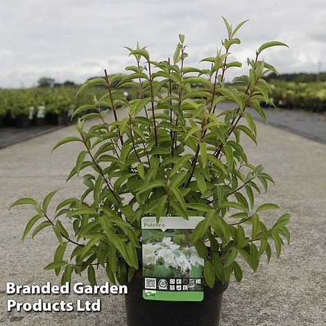 Deutzia Pulchra 1 Deutzia Pulchra