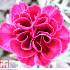 Dianthus 'Odessa Red' 13 Dianthus 'Odessa Red' -Florist Zone DIAN T80274 A