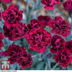 Dianthus 'Odessa Red' 10 Dianthus 'Odessa Red' -Florist Zone DIAN T80274 B