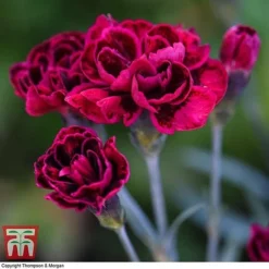 Dianthus 'Odessa Red' 9 Dianthus 'Odessa Red' -Florist Zone DIAN T80274 E