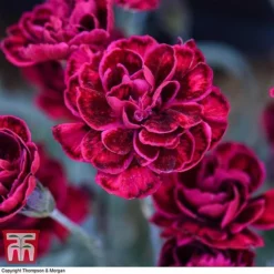 Dianthus 'Odessa Red' 11 Dianthus 'Odessa Red' -Florist Zone DIAN T80274 F