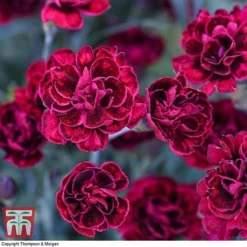 Dianthus 'Odessa Red' 12 Dianthus 'Odessa Red' -Florist Zone DIAN T80274 G