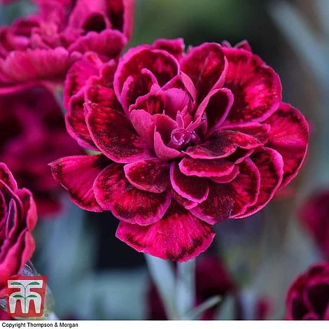 Dianthus 'Odessa Red' 1 Dianthus 'Odessa Red'