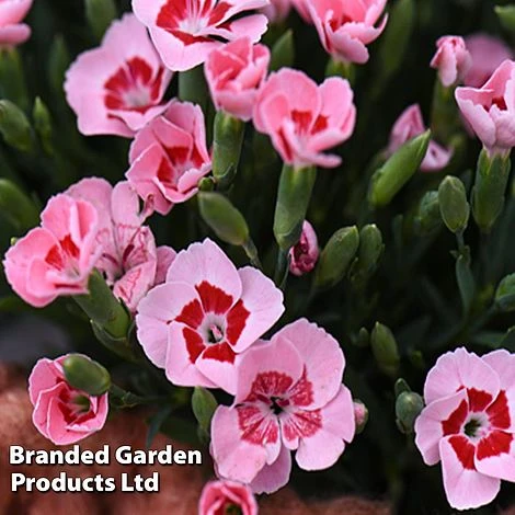 Dianthus 'Peach Party' 1 Dianthus 'Peach Party'