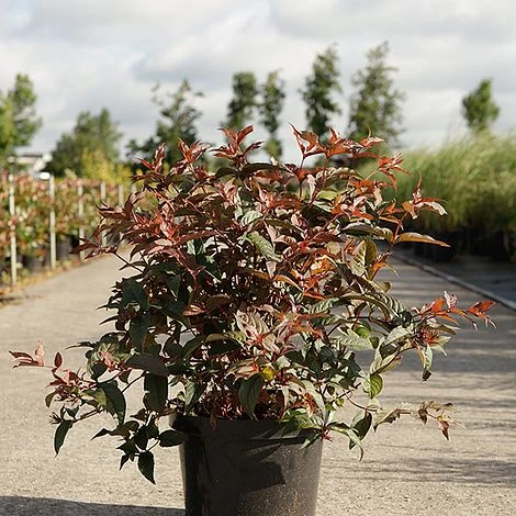 Diervilla Splendens 'Diva' 2 Diervilla Splendens 'Diva' - Image 2