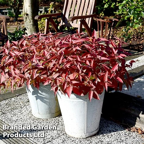 Diervilla Rivularis 'Honeybee' 2 Diervilla Rivularis 'Honeybee' - Image 2