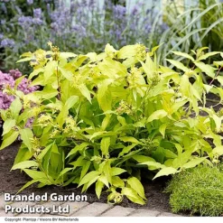 Diervilla Rivularis 'Honeybee' 5 Diervilla Rivularis 'Honeybee' -Florist Zone DIER HONEYBEE H61937