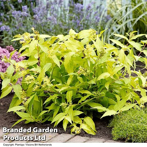 Diervilla Rivularis 'Honeybee' 3 Diervilla Rivularis 'Honeybee' - Image 3