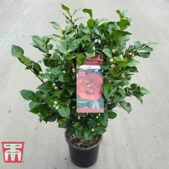 Camellia Japonica 'Doctor King' -Florist Zone DRKI 17664 A1