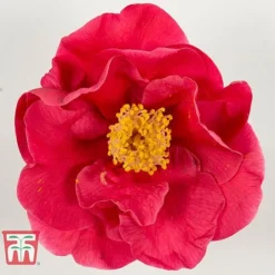 Camellia Japonica 'Doctor King' -Florist Zone DRKI 17665 A1