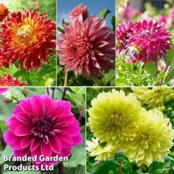 Dahlia 'Dark Diamond Mix'