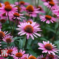 Everlasting Perennial Collection -Florist Zone ECHI 10499 B1