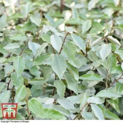 Elaeagnus Ebbingei 10 Elaeagnus Ebbingei -Florist Zone ELAE T58186 D1