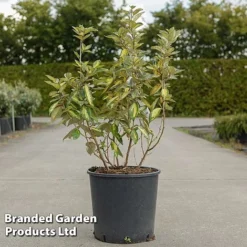 Elaeagnus Ebbingei 'Limelight'