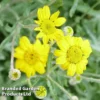 Eriophyllum Lanatum