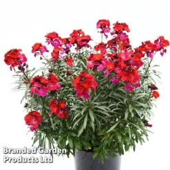 Erysimum 'Colour Vibe Red' 13 Erysimum 'Colour Vibe Red' -Florist Zone ERYS COLOURVIB H49882