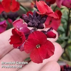 Erysimum 'Colour Vibe Red' 9 Erysimum 'Colour Vibe Red' -Florist Zone ERYS COLOURVIB H49883