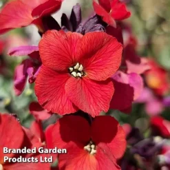 Erysimum 'Colour Vibe Red' 10 Erysimum 'Colour Vibe Red' -Florist Zone ERYS COLOURVIB H49884