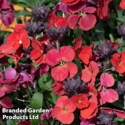 Erysimum 'Colour Vibe Red' 11 Erysimum 'Colour Vibe Red' -Florist Zone ERYS COLOURVIB H49886