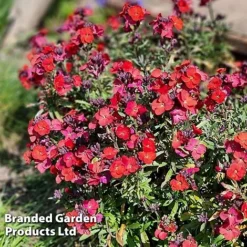 Erysimum 'Colour Vibe Red' 12 Erysimum 'Colour Vibe Red' -Florist Zone ERYS COLOURVIB H49887