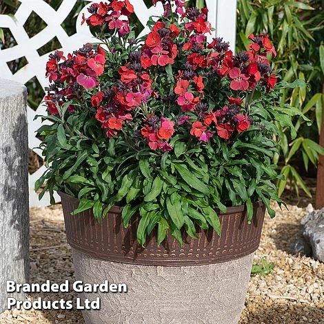 Erysimum 'Colour Vibe Red' 1 Erysimum 'Colour Vibe Red'