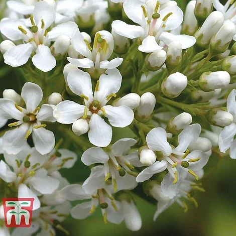 Escallonia 'Iveyi' 2 Escallonia 'Iveyi' - Image 2