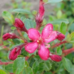 Escallonia 'Red Dream' -Florist Zone ESCA T80278 NOW1