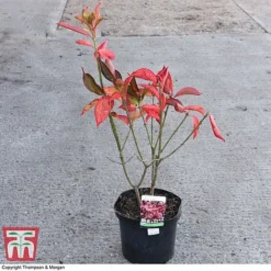 Euonymus Europaeus 'Red Cascade' 7 Euonymus Europaeus 'Red Cascade' -Florist Zone EUON 58190 A