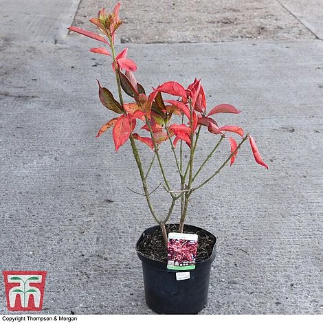 Euonymus Europaeus 'Red Cascade' 4 Euonymus Europaeus 'Red Cascade' - Image 4