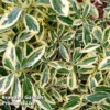 Euonymus 'Japonicus Bravo'