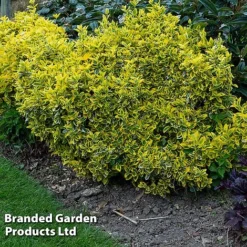 Evergreen Patio Shrub Collection -Florist Zone EUON EMERALDGO W31756