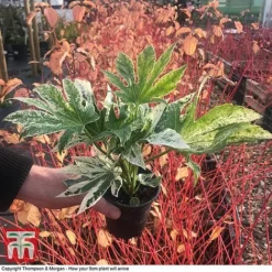 Fatsia Japonica 'Spiders Web' -Florist Zone FATS KB0814 D