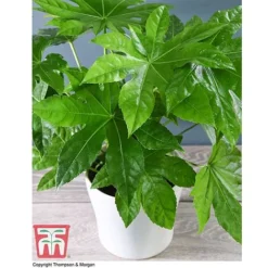 Fatsia Japonica -Florist Zone FATS T58117 C