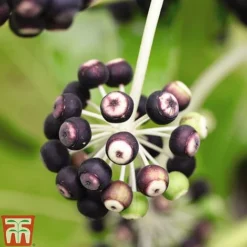 Fatsia Japonica -Florist Zone FATS T58117 D