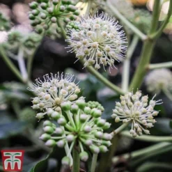 Fatsia Japonica -Florist Zone FATS T58117 E