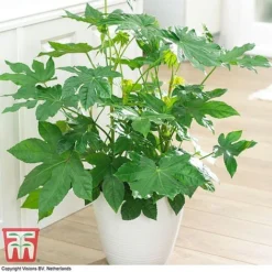 Fatsia Japonica -Florist Zone FATS T58117 G