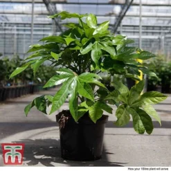 Fatsia Japonica -Florist Zone FATS T58117 H