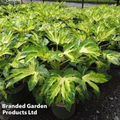 Florist Zone -Florist Zone FATS CAMOUFLAG S35067