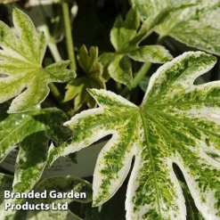 Fatsia Japonica 'Spiders Web' -Florist Zone FATS SPIDERWEB L24505