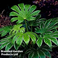 Fatsia Japonica 'Spiders Web' -Florist Zone FATS SPIDERWEB L27144