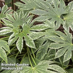 Fatsia Japonica 'Spiders Web' -Florist Zone FATS SPIDERWEB L27145
