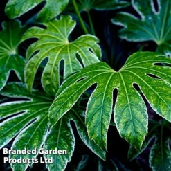 Fatsia Duo 7 Fatsia Duo -Florist Zone FATS SPIDERWEB L27147
