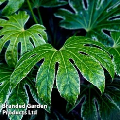Fatsia Japonica 'Spiders Web' -Florist Zone FATS SPIDERWEB L271471