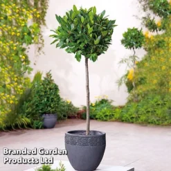 Laurus Nobilis (Standard) -Florist Zone FLSBAY325601