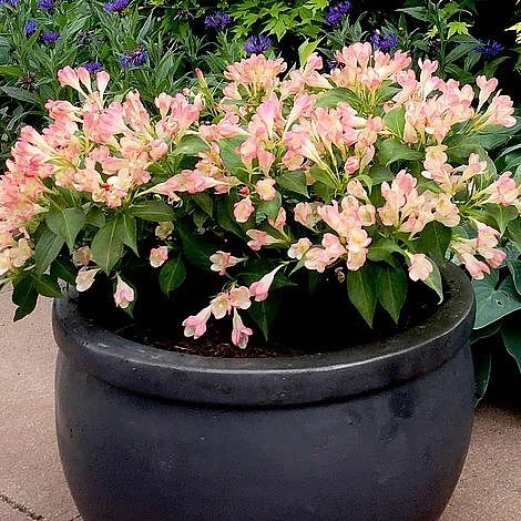 Weigela All Summer Peach 1 Weigela All Summer Peach