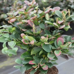 Fothergilla Major -Florist Zone FOTH T62045 A h