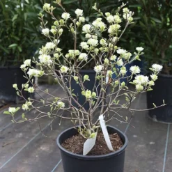 Fothergilla Major -Florist Zone FOTH T62045 B h
